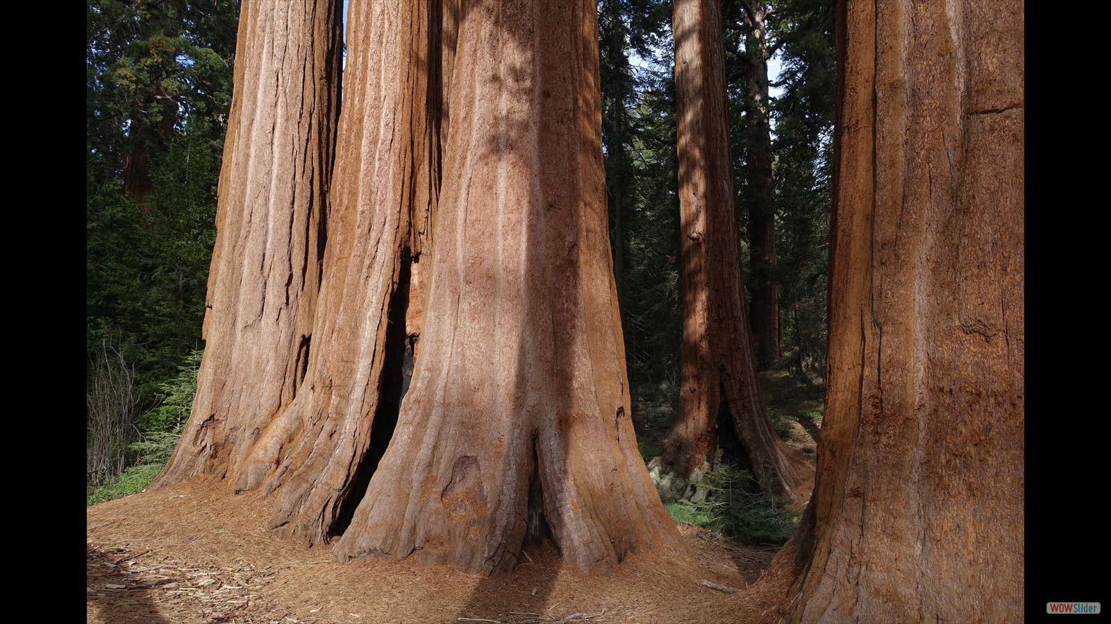 Grant Grove Sequoias.