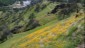 Wildflowers above the Kings River